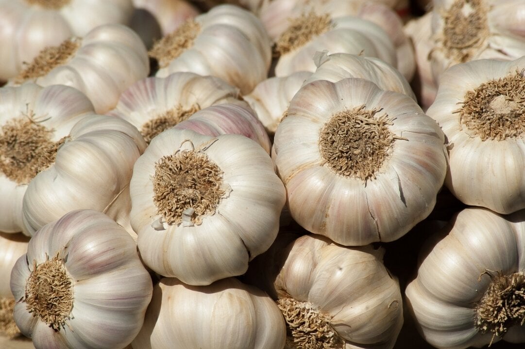 Spain Stays a Garlic Powerhouse as Imports From Egypt, China and Argentina Reshape Its Market