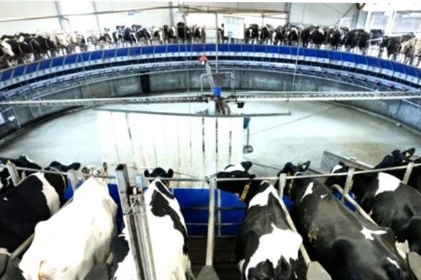 Spanien verliert 530 Milchviehbetriebe binnen eines Jahres – COAG fordert Strategiewechsel