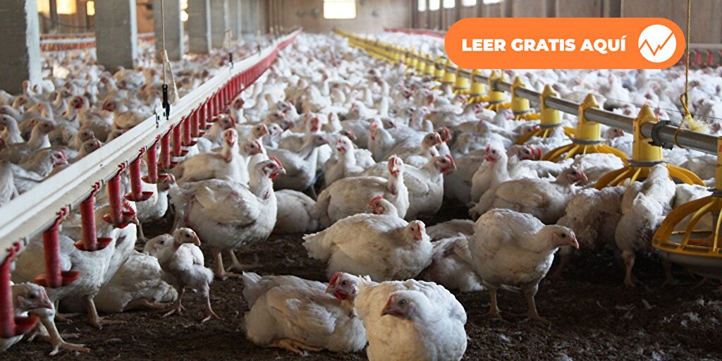 Newcastle disease spreads in Spain: 1.3 million birds culled, some 30 countries curb poultry imports