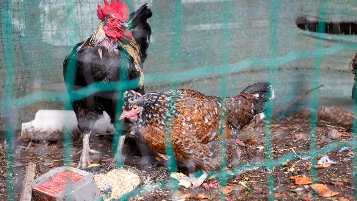 Spain imposes, then lifts, nationwide poultry confinement over bird flu