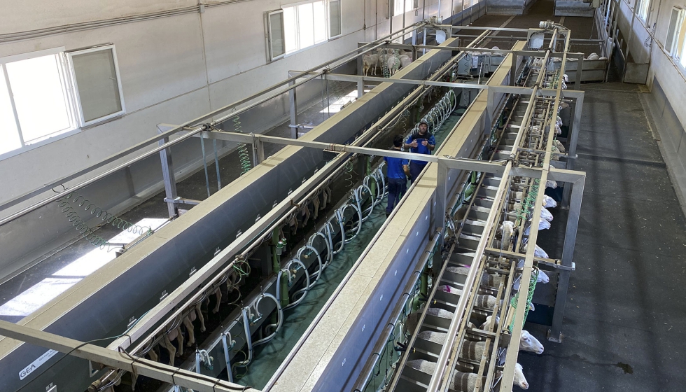 Spain’s sheep milk output falls 1.7% as tighter supply lifts prices