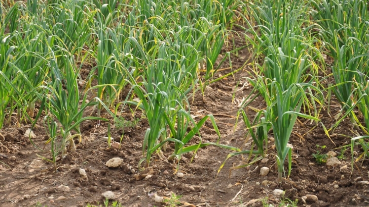 Spanish garlic growers seek EU safeguards as third-country imports rise 128.4%