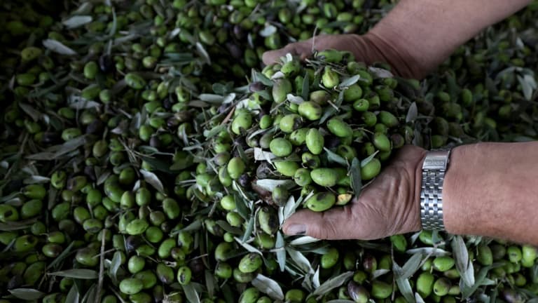 Spanish olive oil recovery pushes wholesale prices down and revives global demand
