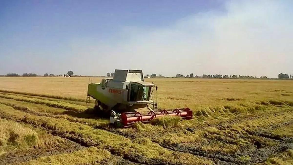 Spanish rice growers seek suspension of EU trade preferences for Myanmar