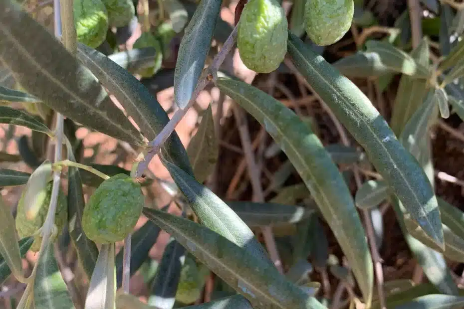 Spanish table olive exports fall 9% as Egypt and Turkey gain ground