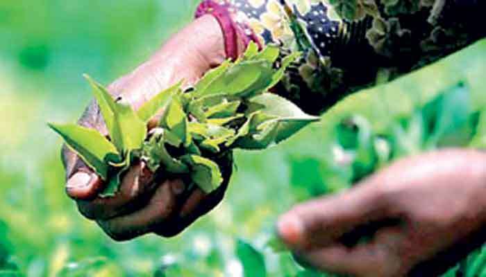 Sri Lanka’s June tea output rises 4%, but first-half production remains under pressure