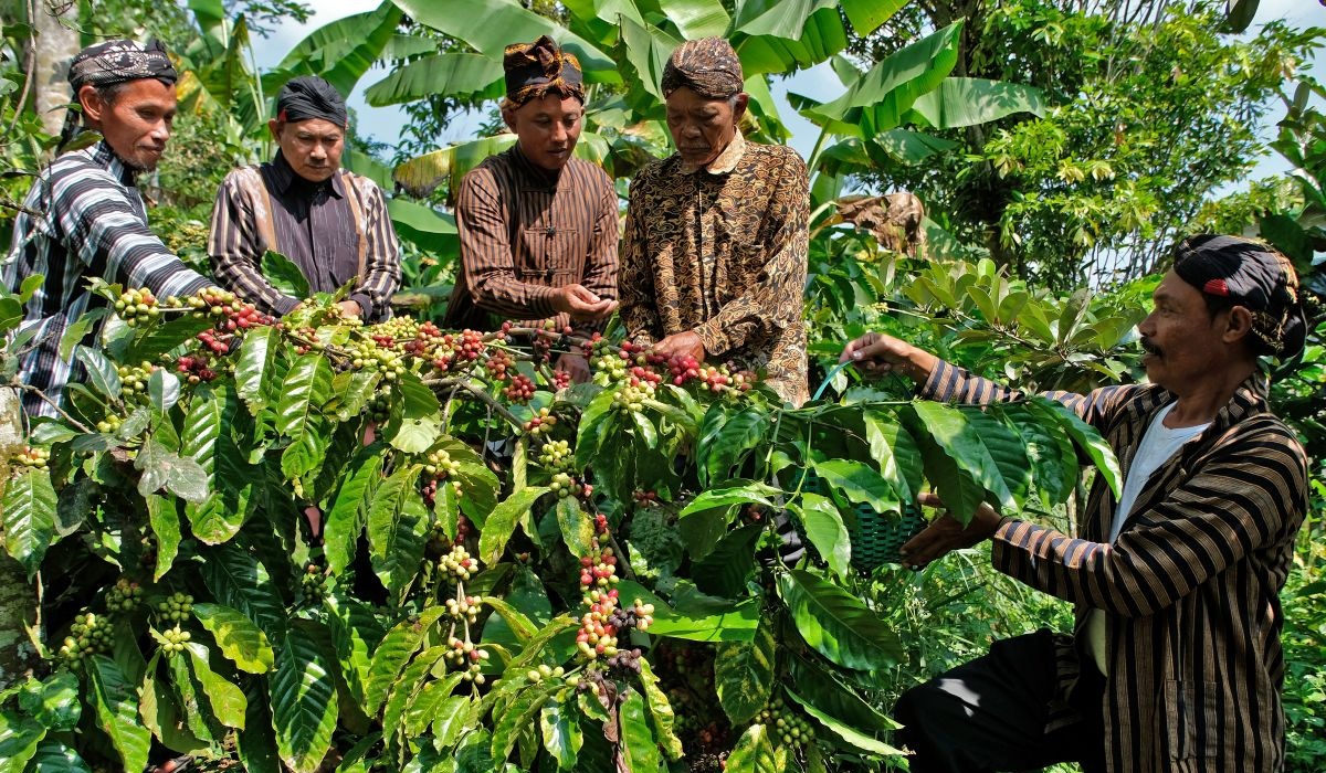 Temanggung Robusta Coffee Output Seen Falling Up to 60% in 2026 on Wet-Season Drought