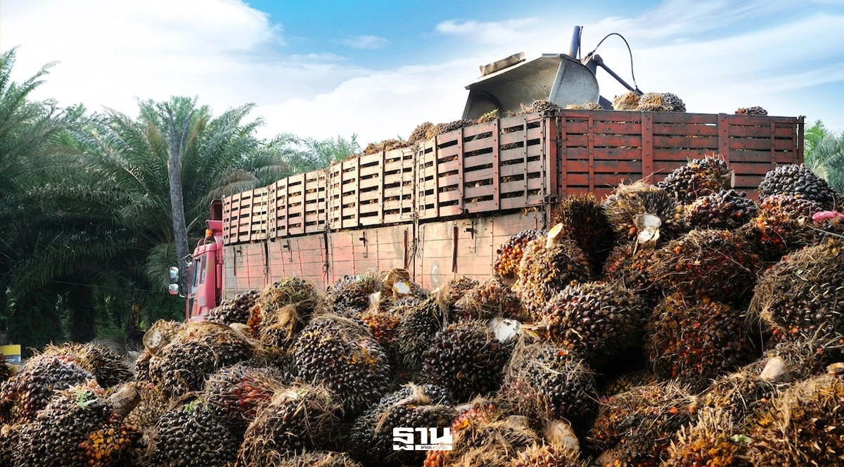 Thai palm oil output falls 20-30% as drought intensifies competition for fruit
