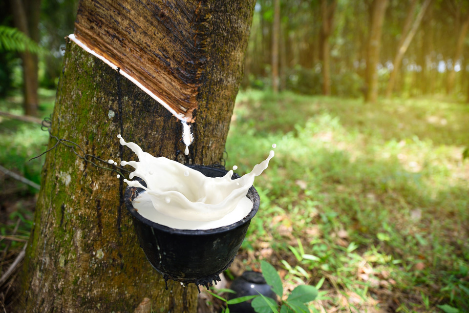 Thailand sees EUDR compliance as a trade advantage for rubber exports to the EU