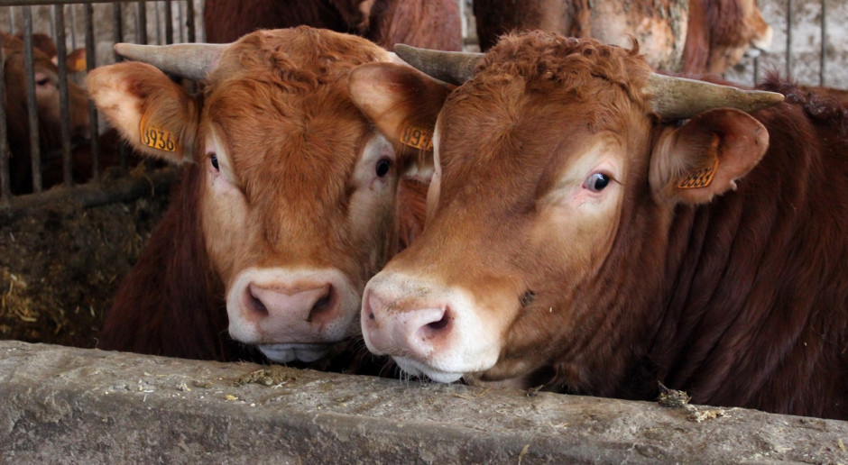 Tighter EU Cattle Supply May Limit Beef Price Declines