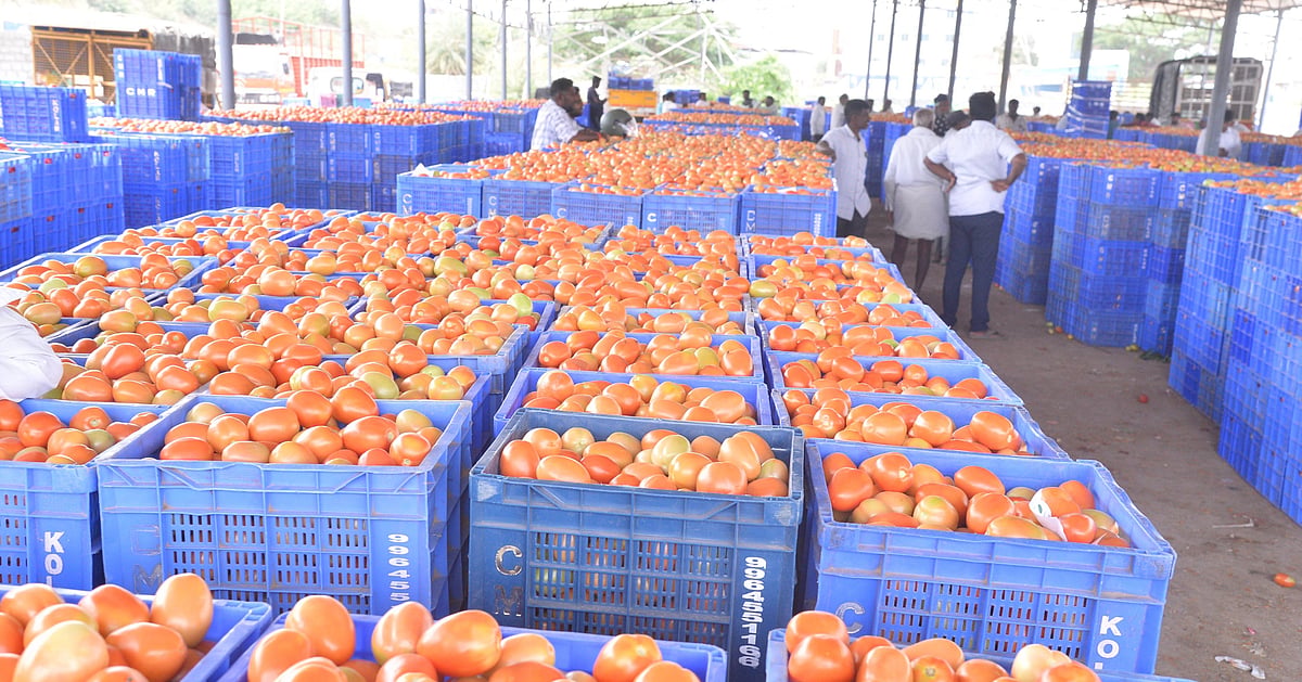 Tomato glut crashes prices and halts exports in Karnataka’s Kolar