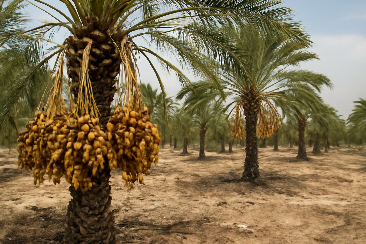 Heatwave damages Tunisia’s oasis date harvest, clouding export outlook