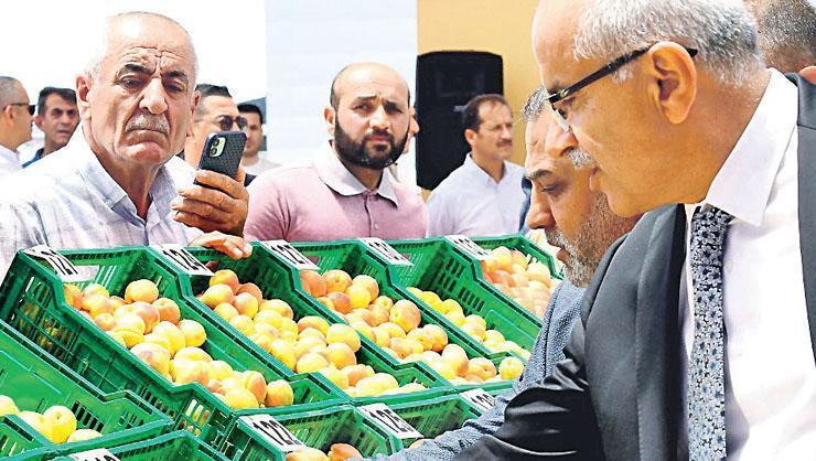Türkei exportierte 2025 54.000 Tonnen frische und 53.000 Tonnen getrocknete Aprikosen