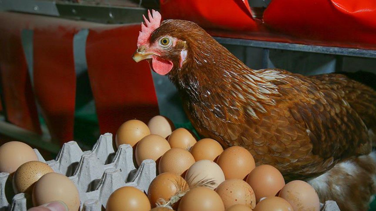 Turkey's chicken meat output falls 16.3% in May as egg production hits a record