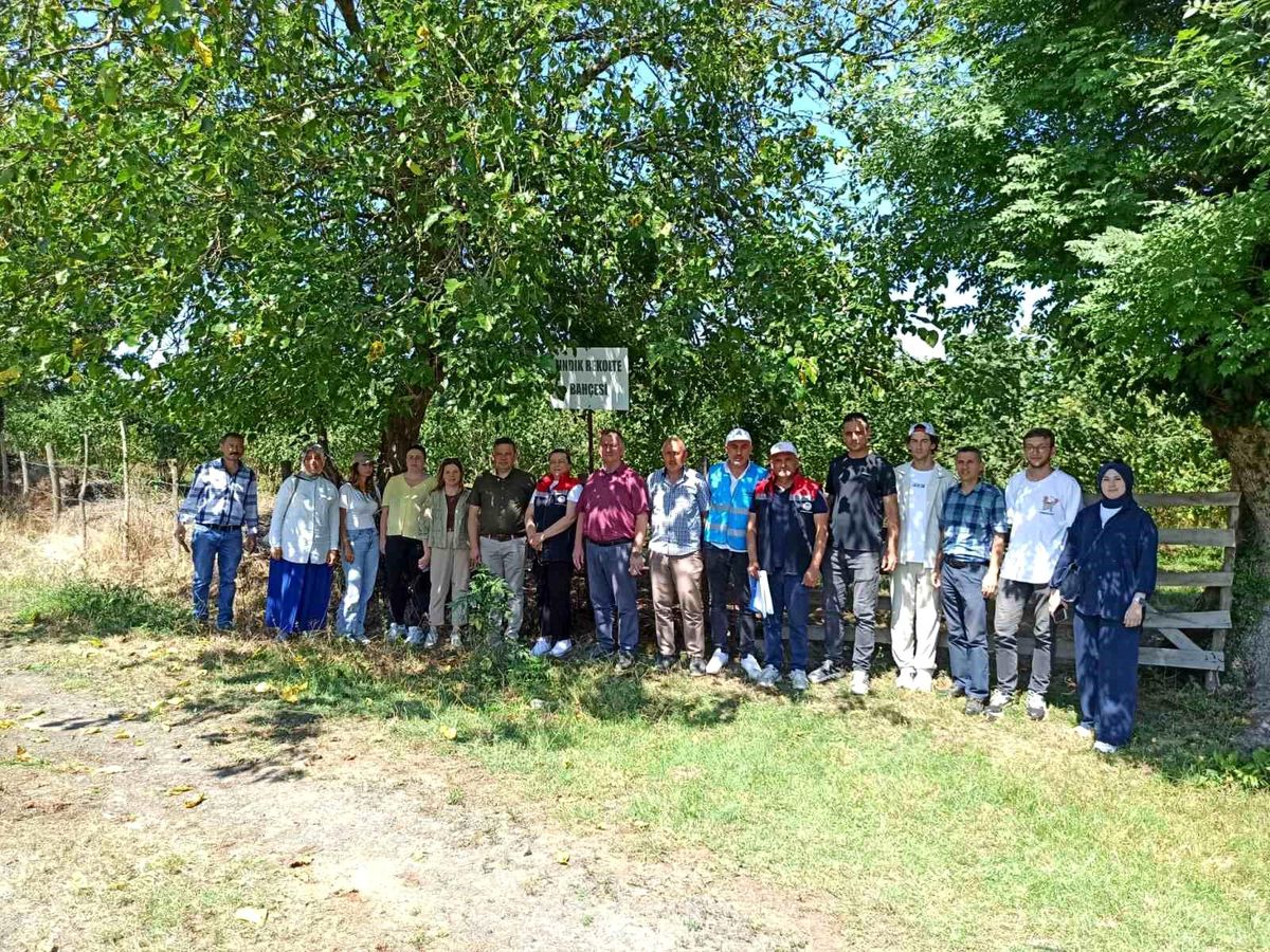 Turkey completes 2026 hazelnut yield survey in Çarşamba ahead of harvest