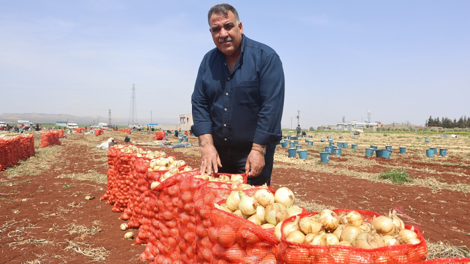 Turkey cuts onion import duty as prices surge and domestic planting declines