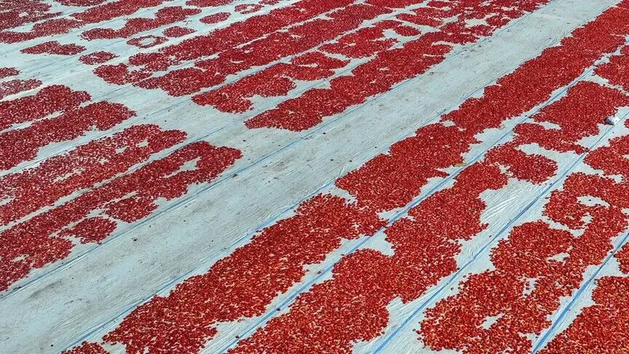 Turkey earns $60.989 million from dried tomato exports in first half of 2026