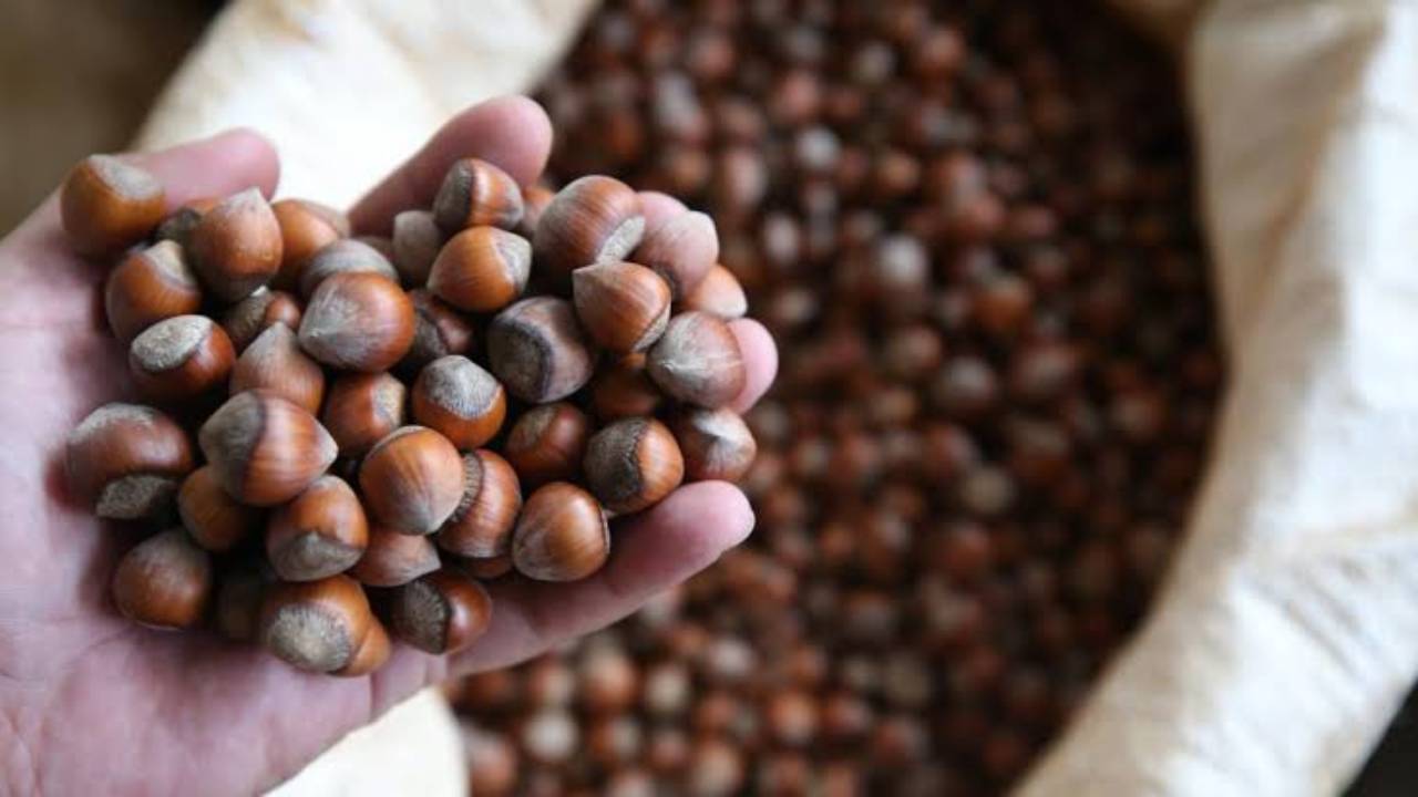 Turkey's hazelnut exports hit record $2.219 billion as producer prices lag
