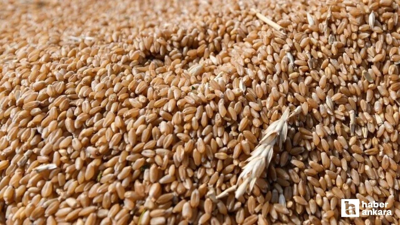Turkey lifts 16-month bread wheat export ban, TMO to allow shipments from 29 July