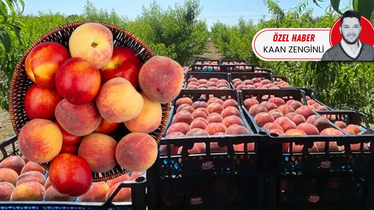 Turkey’s peach glut pushes farmgate prices below costs while retail reaches 100 lira