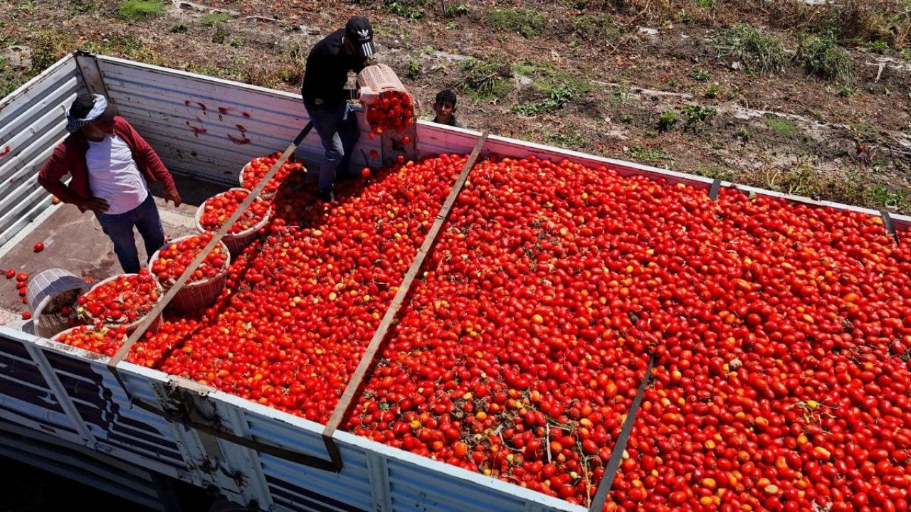 Turkey earns $252.5M from tomato exports in H1 2026 as prices offset lower volume