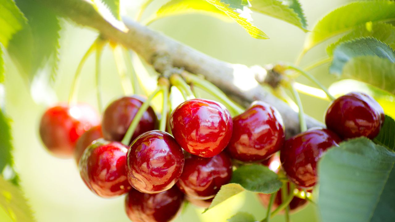 Turkish cherry exporters await China market reopening after technical visit