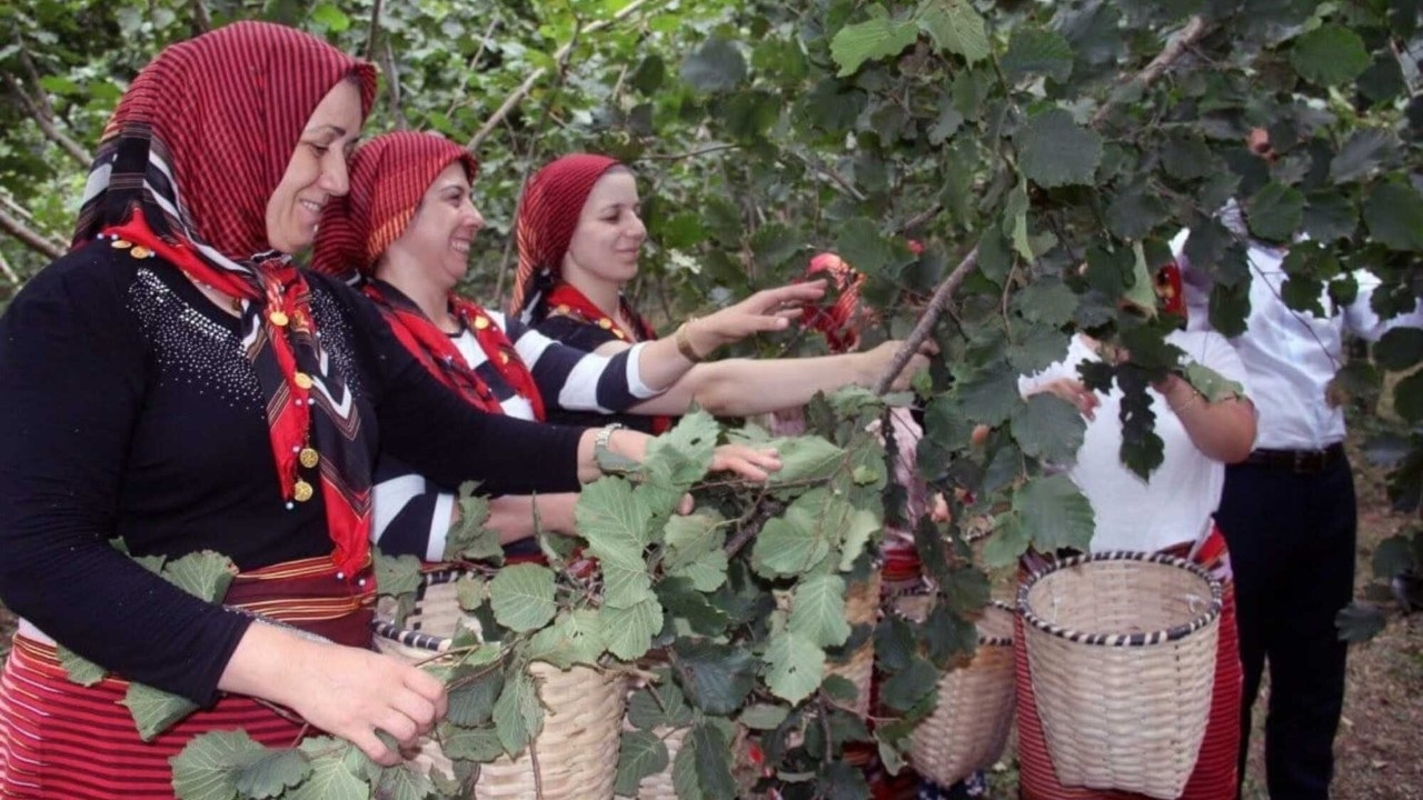 Turkish hazelnut growers demand TMO purchase price of at least 300 lira per kilogram