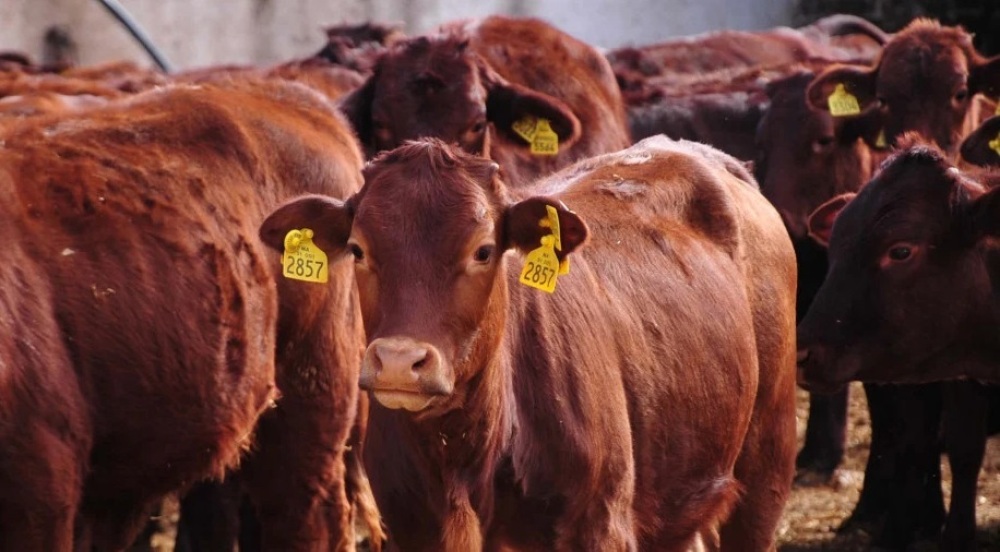 Ukraine Cleared to Export Cattle to Algeria as Algiers Cuts Import Duties