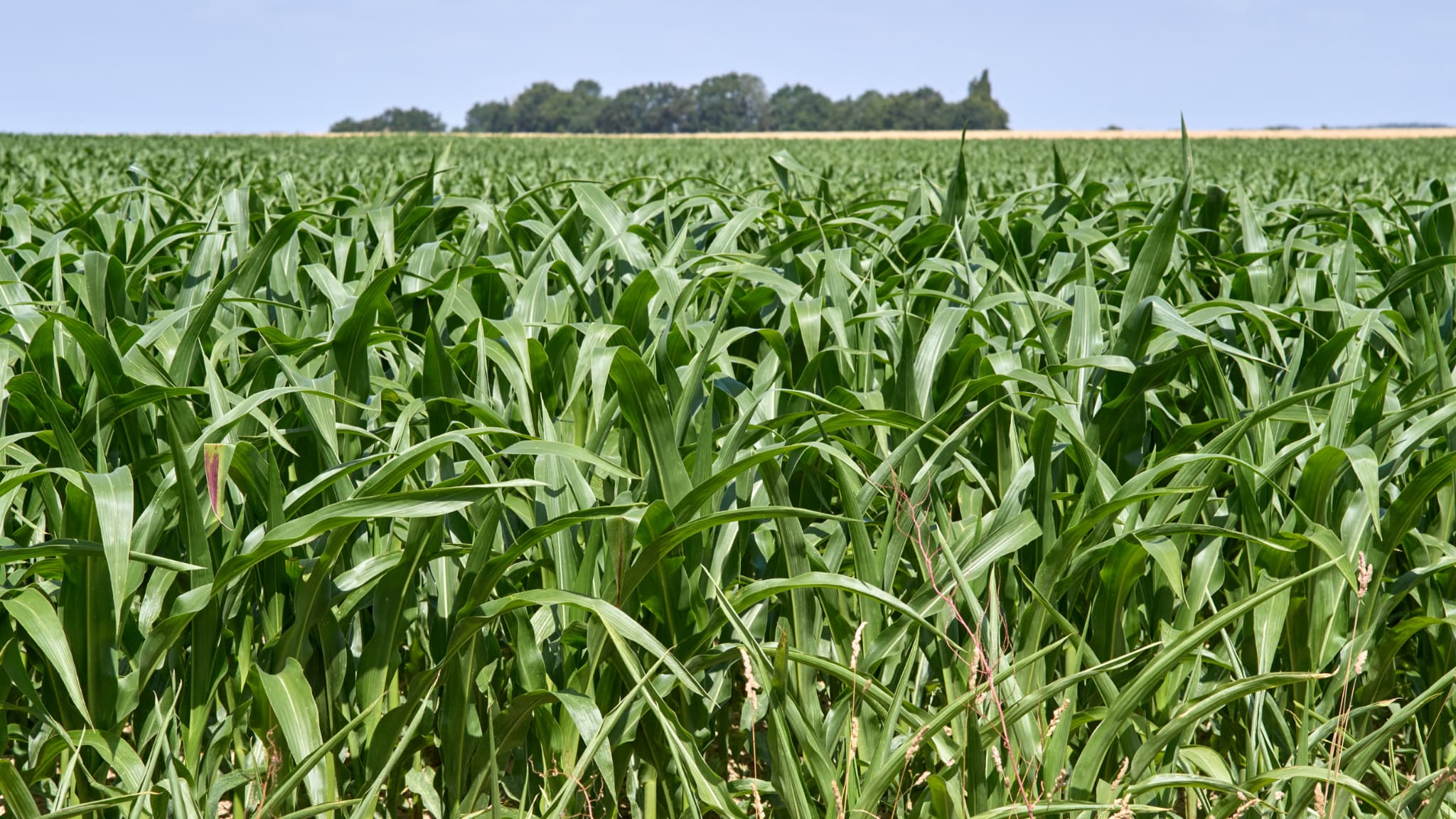Ukraine's corn output nears half the EU total as French growers resist accession