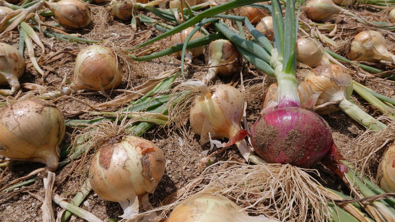 Ukrainian onion farm raises yields above 90 tonnes per hectare with South Korean technology