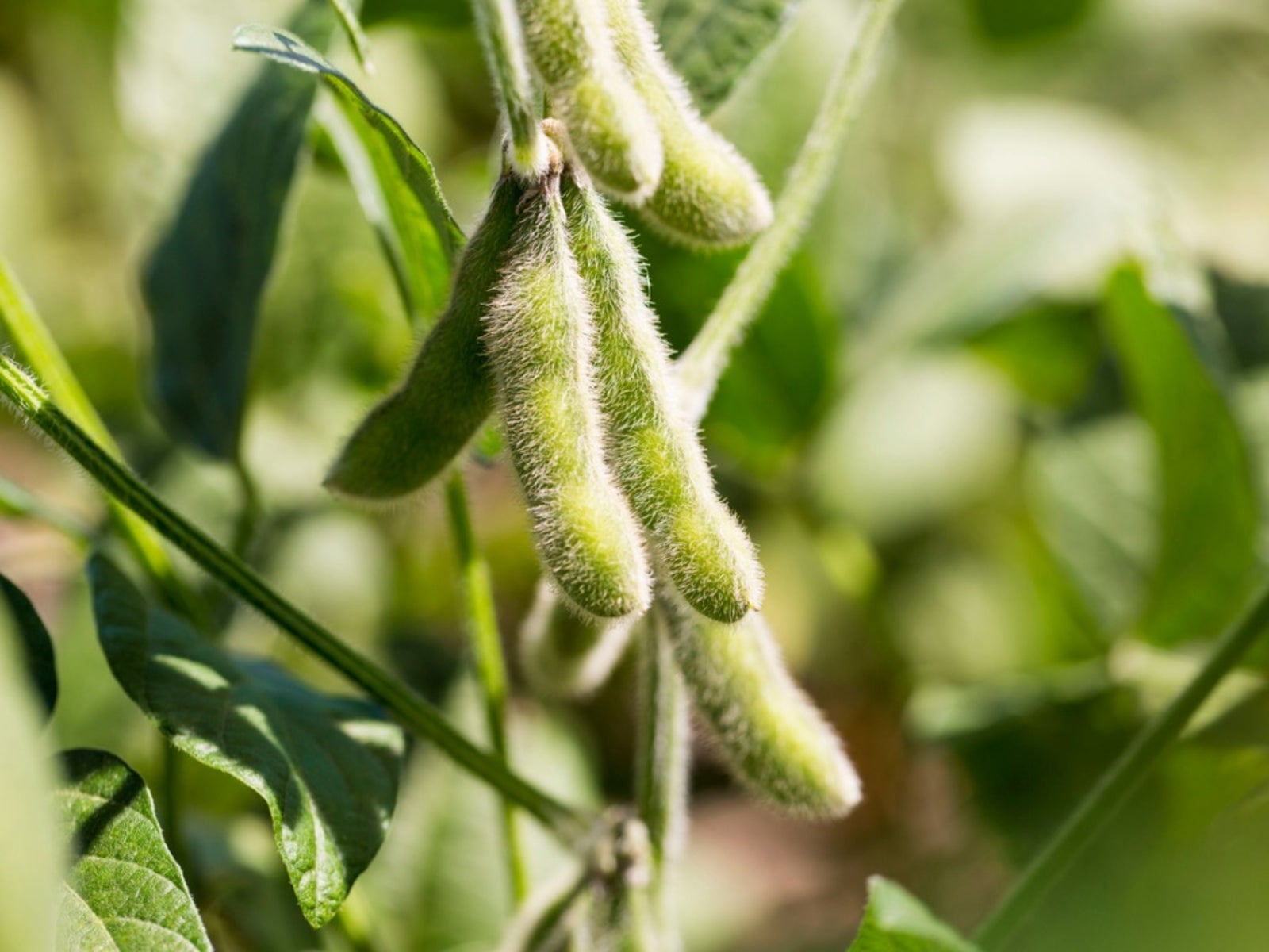 US Crop Weather and El Niño Raise Soybean Market Uncertainty in Third Quarter