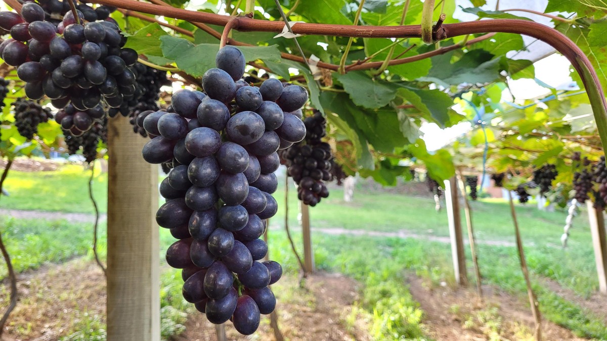 US 25% surtax hits Brazilian rice and grapes as coffee, beef and oil win exemptions