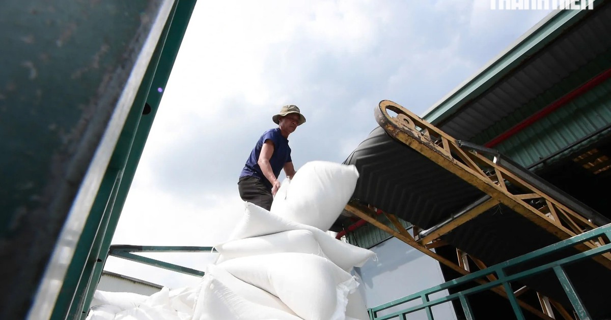 USDA Raises Vietnam's 2026 Rice Export Forecast to 8.1 Million Tons