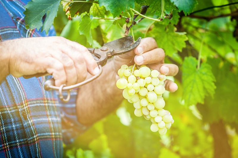 Valencia wine grape growers face falling returns as European market stalls
