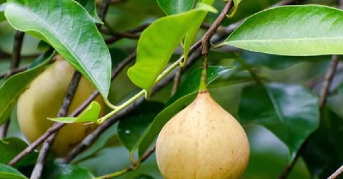 Vietnam's cardamom and nutmeg exports climb 16.6% in H1 2026 as prices soften