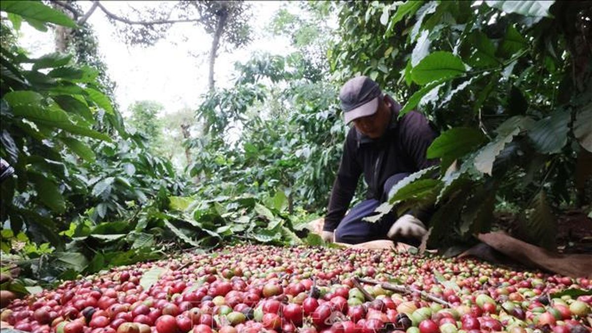 Vietnam coffee prices fall as new crop supply pushes export rice to $430 a tonne