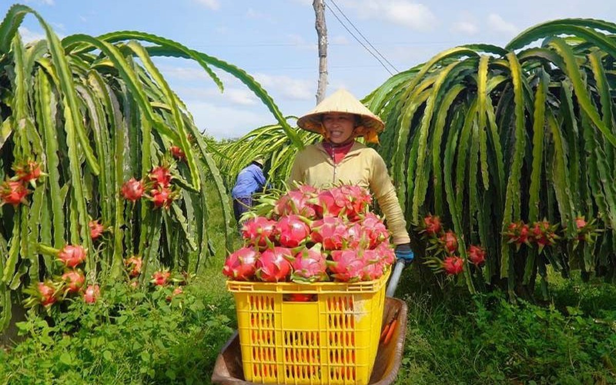 Vietnam’s Dragon Fruit Supply Chain Loses Up to 20% Before Export