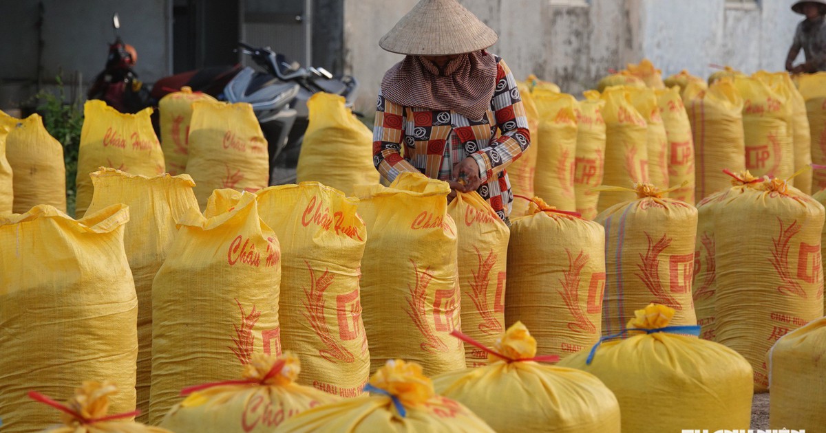 Vietnam's Rice Farmers Squeezed by Rising Costs and Philippines' Shifting Import Policy