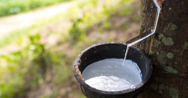 Vietnam’s rubber export price hits multi-year high as China demand weakens