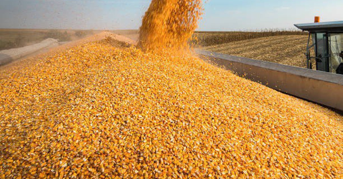 Vietnam's wheat imports jump 29% in June to 507,000 tonnes