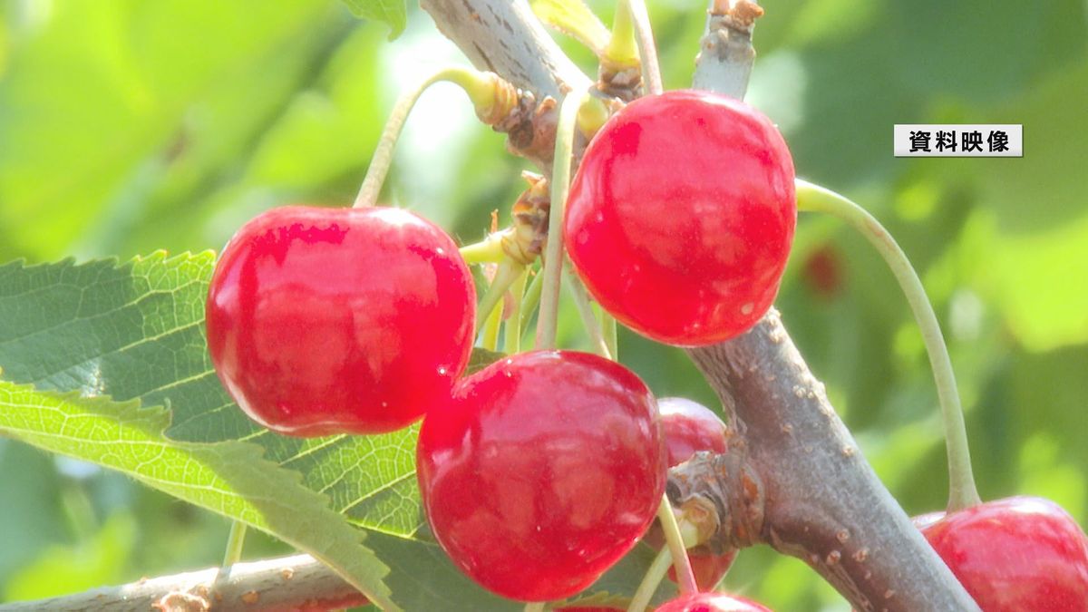 Yamagata cherry harvest set to exceed 10,000 tonnes as prices fall 20%