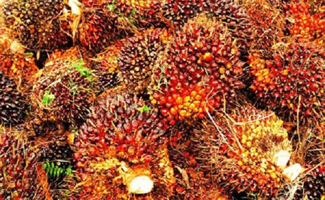 Aceh sets top palm fruit price at Rp3,763/kg for 29 July–11 August period