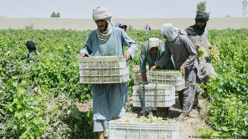 El cierre fronterizo con Pakistán reduce a 256 toneladas la exportación afgana de uva