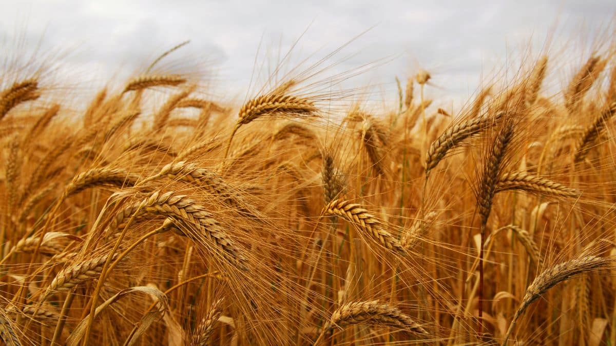 Algeria keeps buying soft wheat despite an exceptional cereal harvest