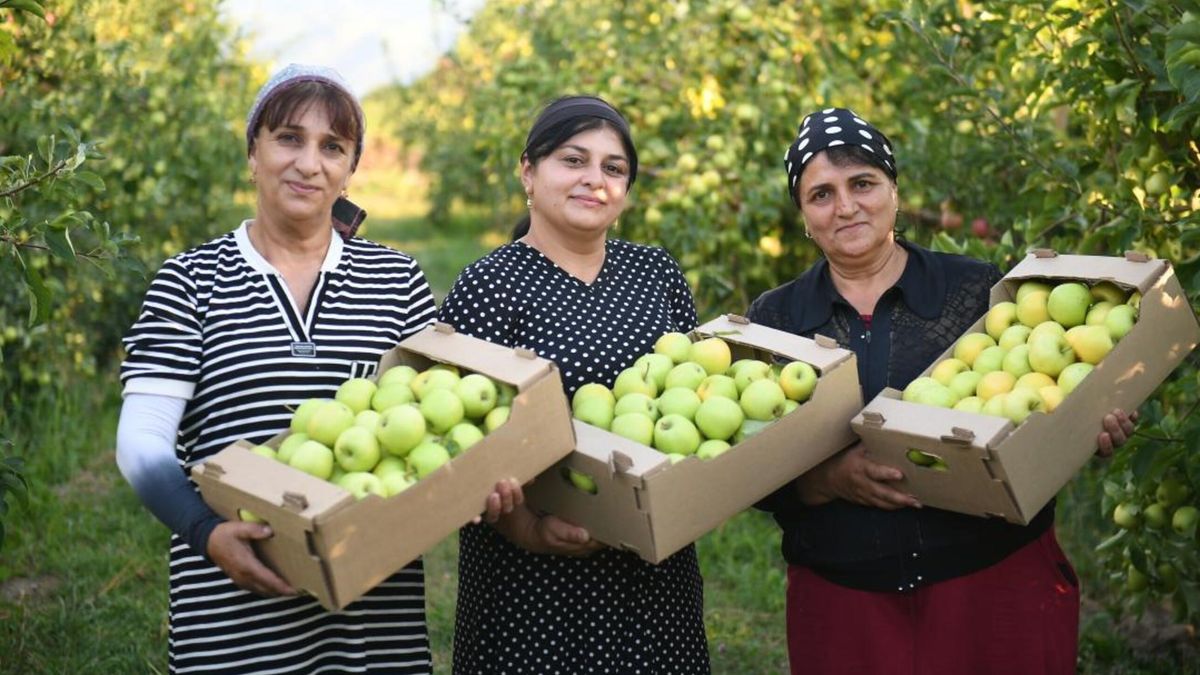 Almaty region targets 100,000-tonne apple harvest, with 20% earmarked for export