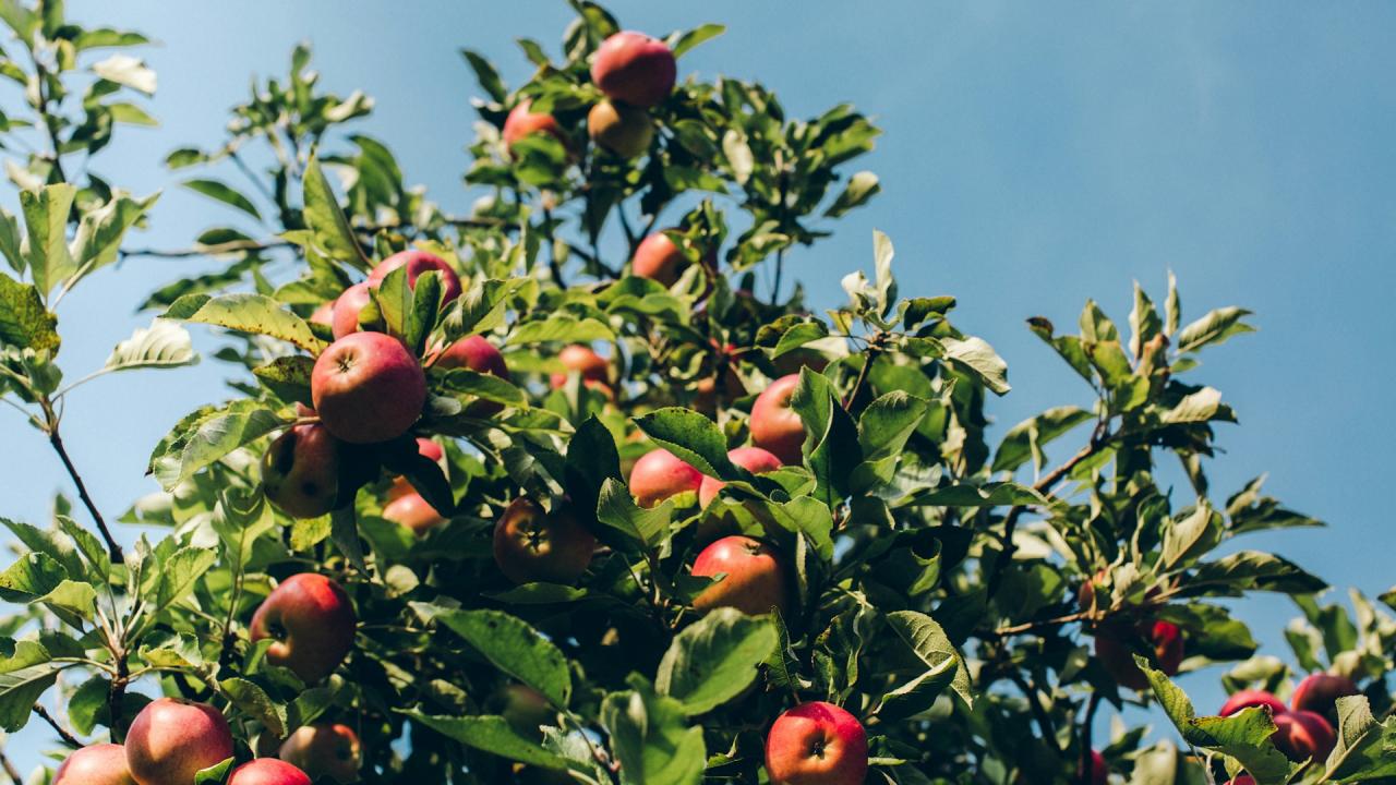 Apples and pears lift Belarus fruit and berry harvest to 1.4 million tonnes