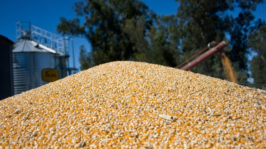Argentina ships record 5.14 million tonnes of corn in July