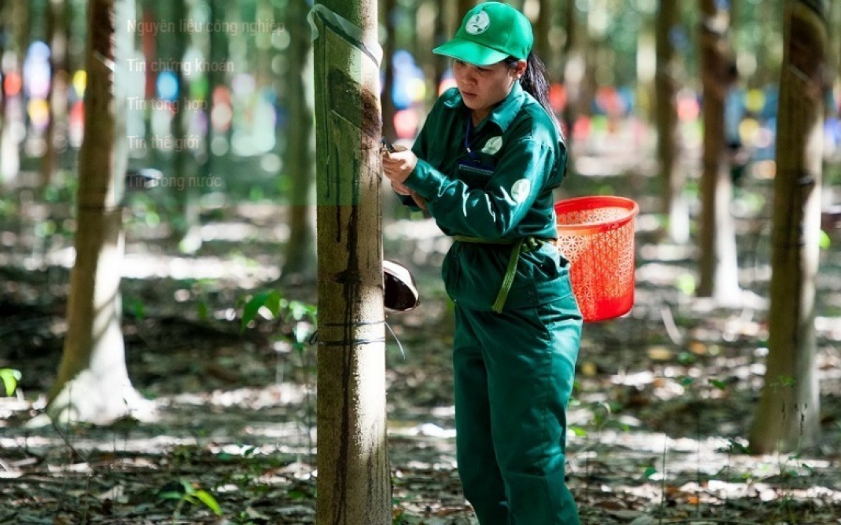 Asiens Naturkautschuk-Futures steigen bei knapperem Angebot und sinkenden Beständen