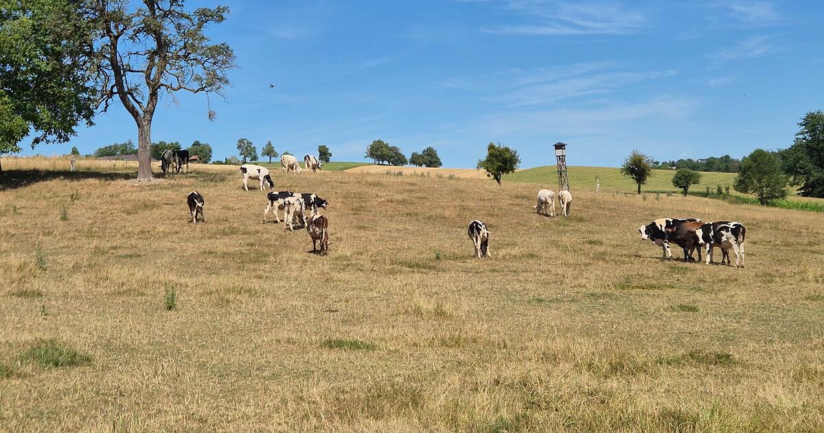 Austrian drought forces first cattle slaughter as farms run short of feed