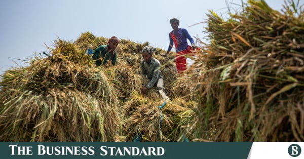 Bangladesh Leads South Asia on Rice Yields but Sits Near the Global Average